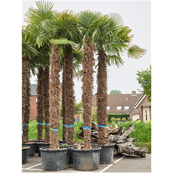 Trachycarpus fortunei 5TRFOR043