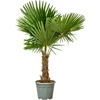 Trachycarpus fortunei (150-180) 5TRFOR022
