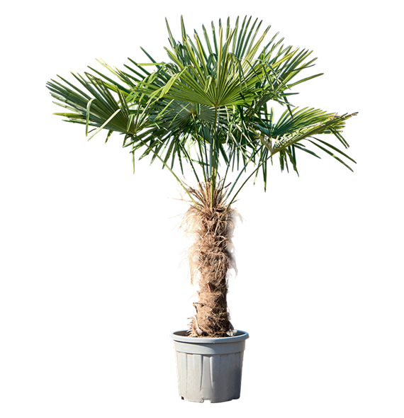 Trachycarpus fortunei (180-200) 5TRFOR046
