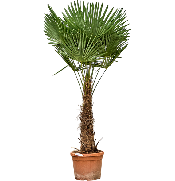 Trachycarpus fortunei (190-230) 5TRFOR007