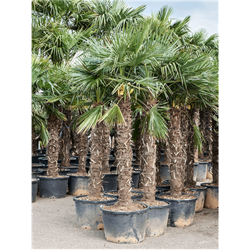 Trachycarpus fortunei (260-300) 5TRFOR042