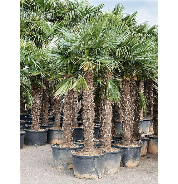 Trachycarpus fortunei (260-300) 5TRFOR042