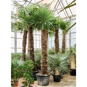 Trachycarpus fortunei (350-400) 5TRFOR058