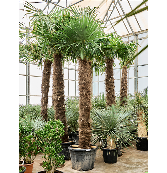 Trachycarpus fortunei (350-400) 5TRFOR058