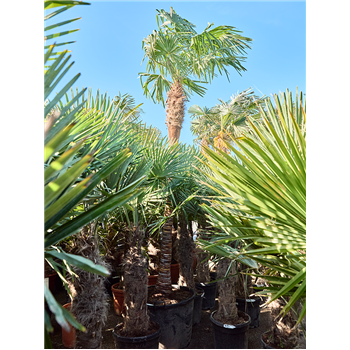 Trachycarpus fortunei (375-425) 5TRFOR083