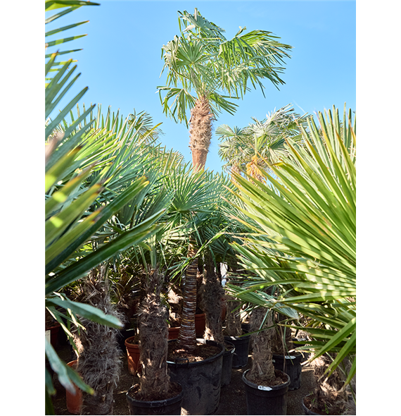 Trachycarpus fortunei (375-425) 5TRFOR083
