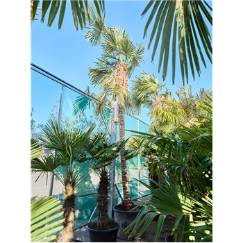 Trachycarpus fortunei (425-475) 5TRFOR001