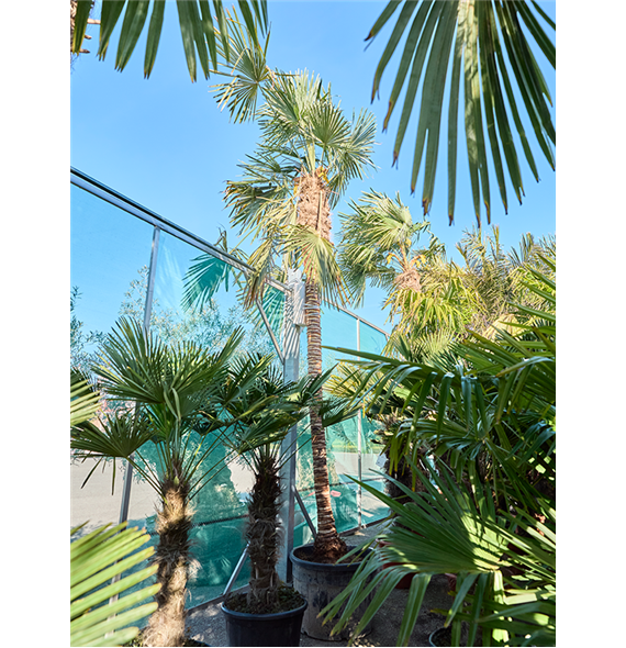 Trachycarpus fortunei (425-475) 5TRFOR001