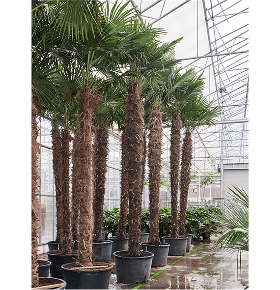 Trachycarpus fortunei (520-580) 5TRFOR040