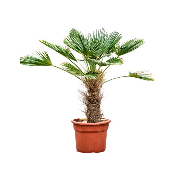 Trachycarpus wagnerianus 5TRWARS29