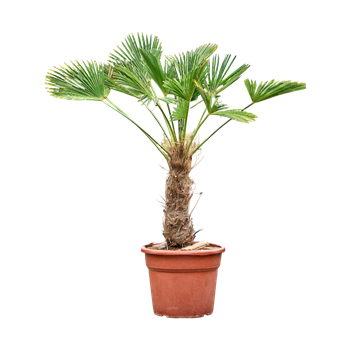 Trachycarpus wagnerianus 5TRWARS31