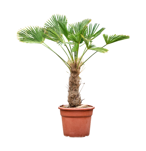 Trachycarpus wagnerianus 5TRWARS31