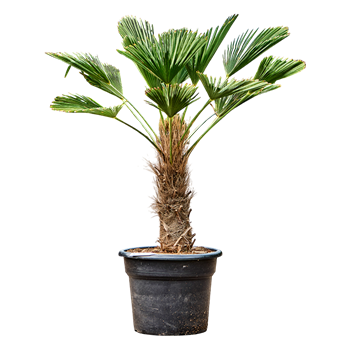 Trachycarpus wagnerianus 5TRWARS44