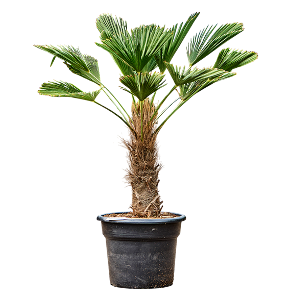 Trachycarpus wagnerianus 5TRWARS44