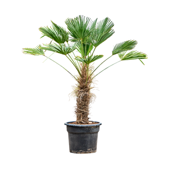 Trachycarpus wagnerianus 5TRWARS56