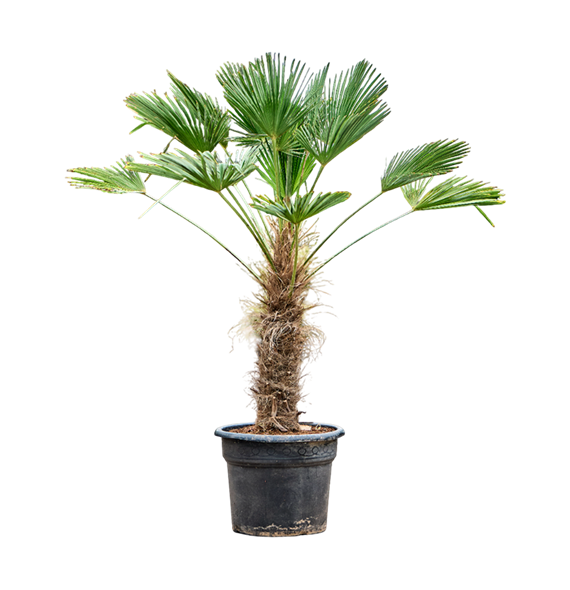 Trachycarpus wagnerianus 5TRWARS56