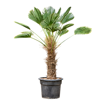 Trachycarpus wagnerianus 5TRWARS72