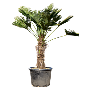 Trachycarpus wagnerianus 5TRWARS27