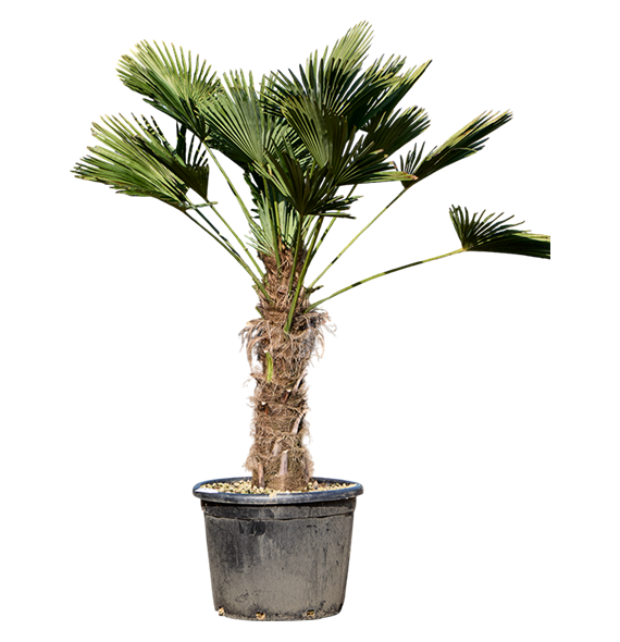 Trachycarpus wagnerianus 5TRWARS27