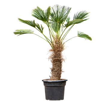 Trachycarpus wagnerianus 5TRWARS81