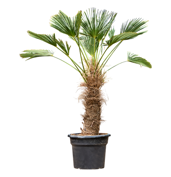 Trachycarpus wagnerianus 5TRWARS81