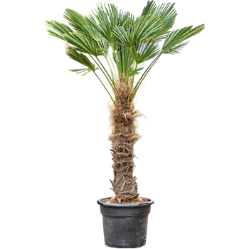 Trachycarpus wagnerianus 5TRWARS93