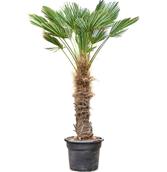 Trachycarpus wagnerianus 5TRWARS93