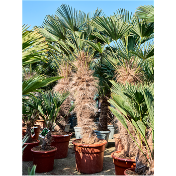 Trachycarpus wagnerianus (210-240) 5TRWARS95
