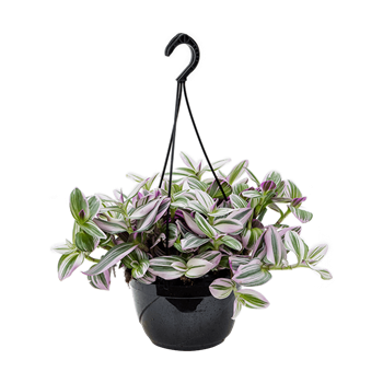 Tradescantia albiflora 'Nanouk' 4TRNAHA21