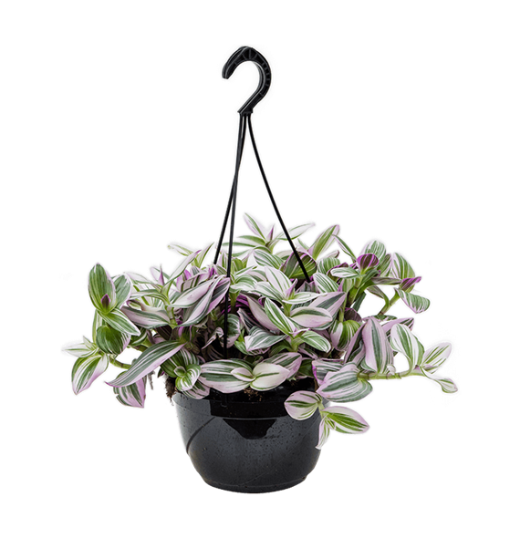 Tradescantia albiflora 'Nanouk' 4TRNAHA21