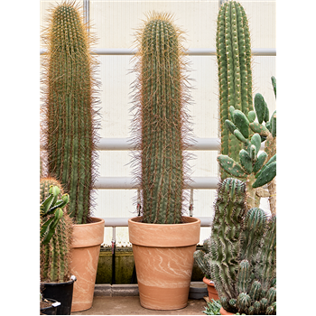 Trichocereus pasacana 4TRPAKK55