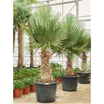 Trithrinax brasiliensis (250-280) 5TRBRSS50