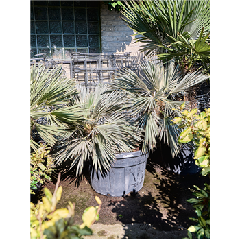 Trithrinax campestris (140-160) 5TRCA2S40