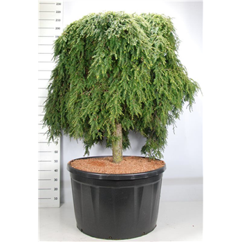 Tsuga canadensis 'Cole Prostrate' F00005969