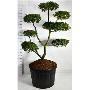 Ulmus minor 'Jacqueline Hillier' F00006517