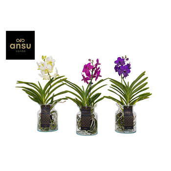 Vanda Bose Colour mix F00001185