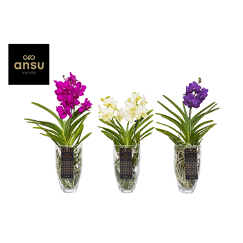 Vanda Charlotte Colour Mix F00001186