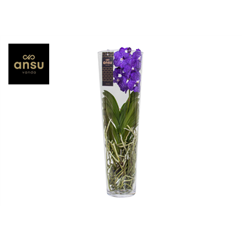 Vanda Lisanne F00001184