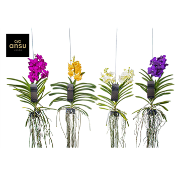 Vanda hybriden F00004933
