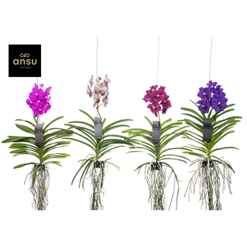 Vanda hybriden F00004931
