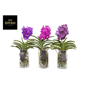 Vanda hybriden F00004937