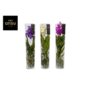 Vanda hybriden F00004932