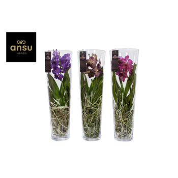 Vanda hybriden F00004935