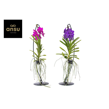 Vanda hybriden F00004938