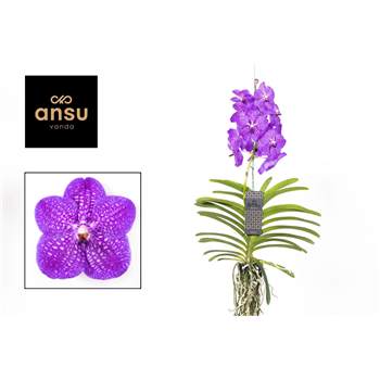 Vanda hybriden F00004936