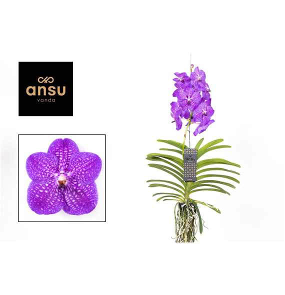 Vanda hybriden F00004936