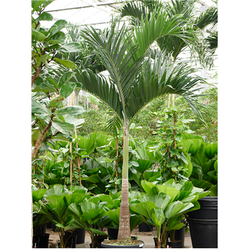Veitchia (Adonidia) merrillii 4VEMERS59