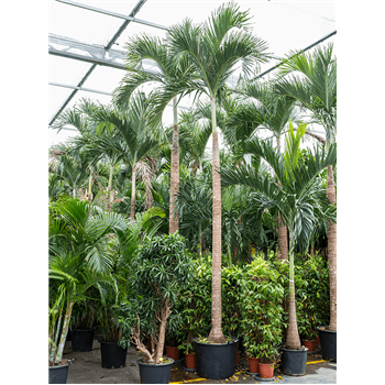 Veitchia (Adonidia) merrillii 4VEMERS50