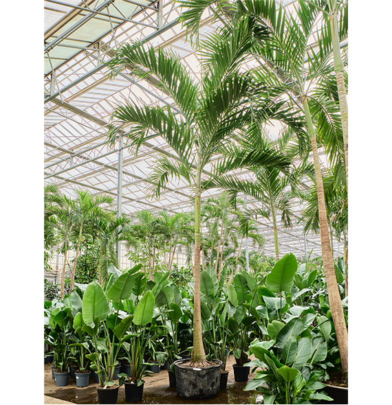 Veitchia (Adonidia) merrillii 4VEMERS54