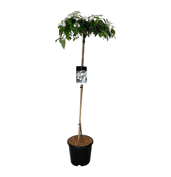 Viburnum 'Eskimo' F00006719
